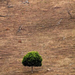 guilherme bergamini big life